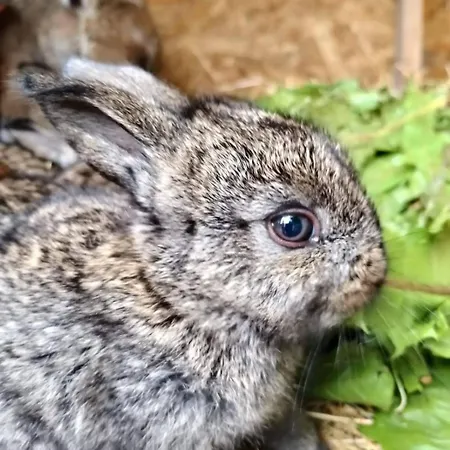 Za Swierkami Daire Tylicz